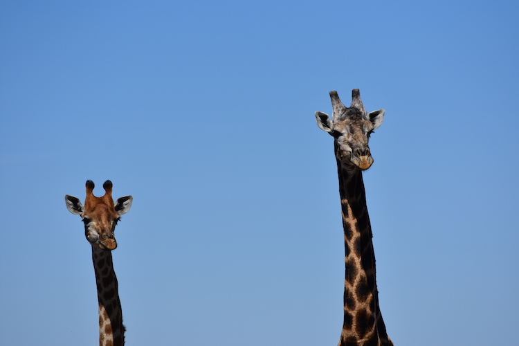 Botswana giraffen