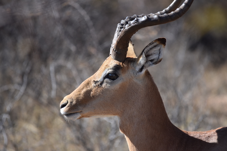 Botswana impala