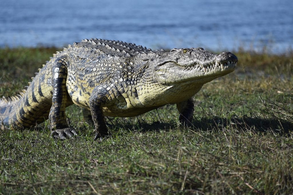 Botswana krokodillen