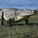 Botswana krokodillen