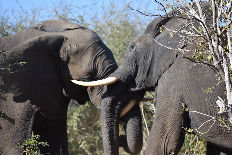 Botswana olifanten gevecht
