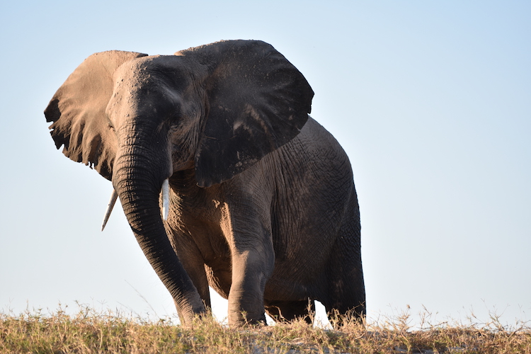 Botswana olifanten kijken close up foto