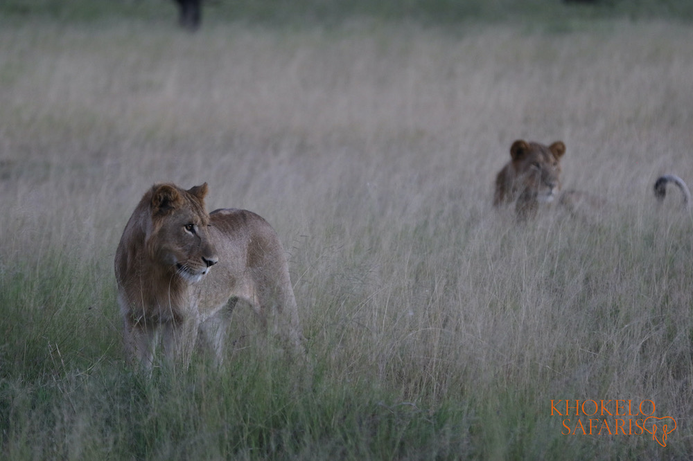 Botswana safari