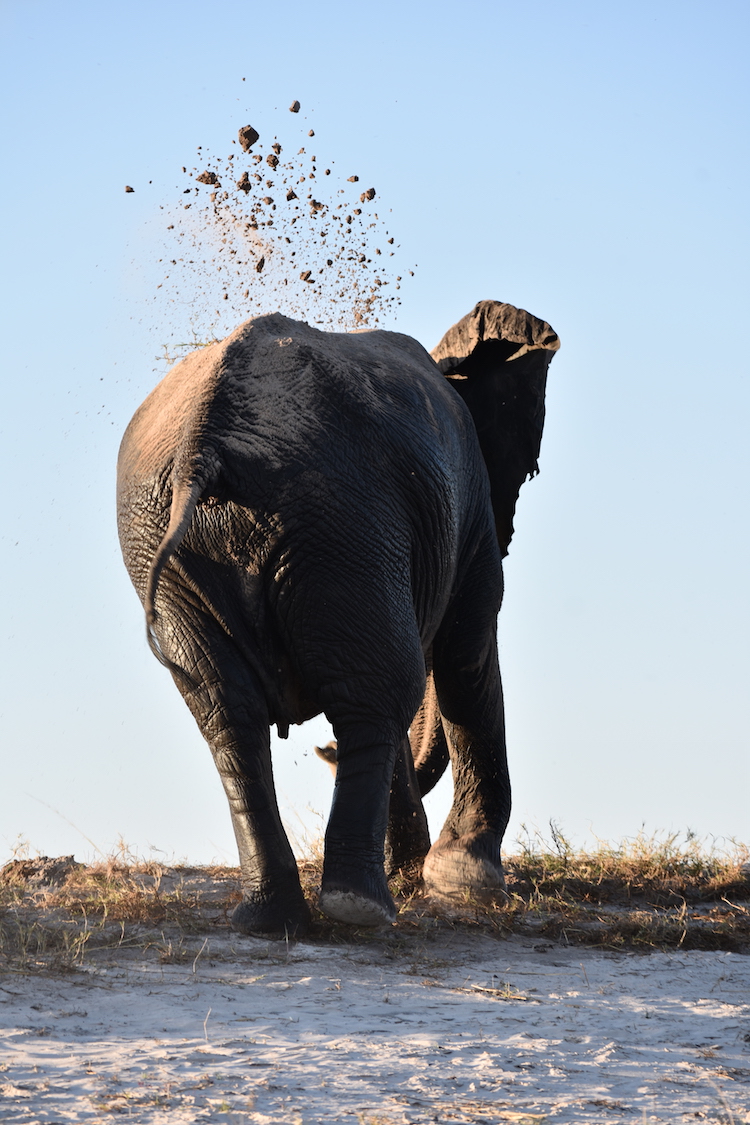 Botswana zand olifant lucht