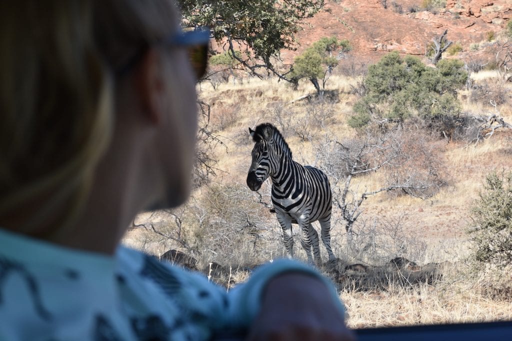 Botswana zebra vanuit auto
