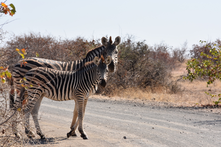 Botswana zebra's