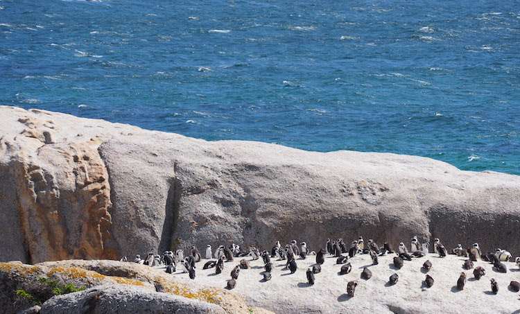 Boulders Beach Zuid Afrika penguins