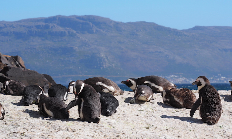 Boulders beach Zuid Afrika