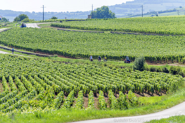 Bourgogne wijnstreek Alain Doire