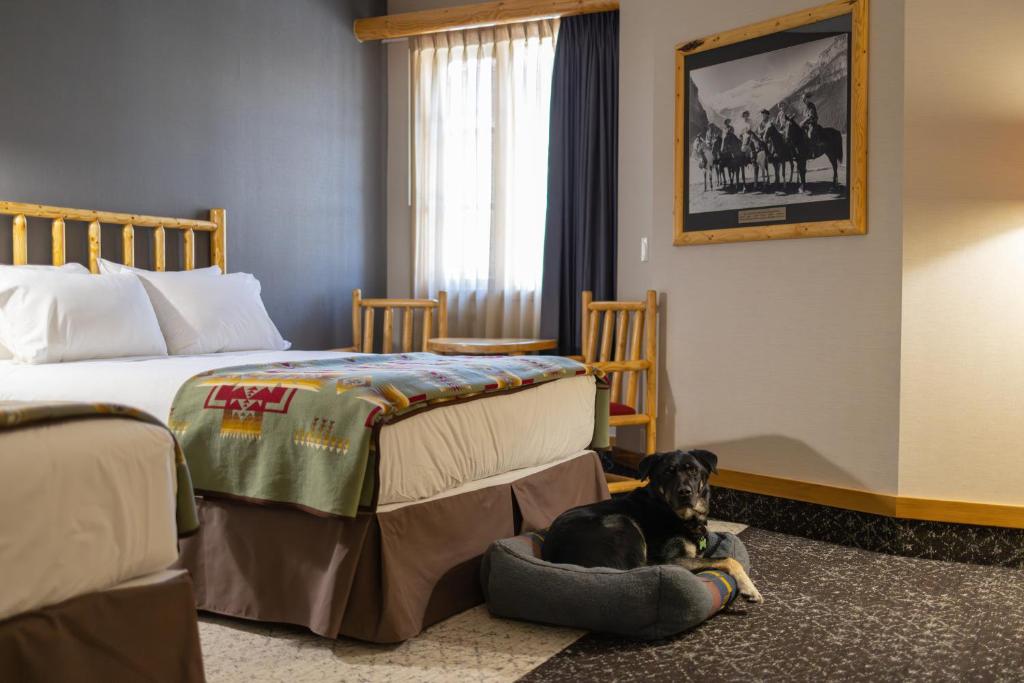 Hotel room with two wooden beds, window with sheer curtains, framed black-and-white horse photo, and a dog resting in a gray bed on the floor.