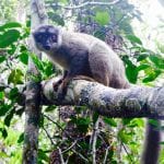 Brown Lemur in Madagscar