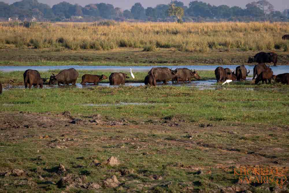 Buffalo in Chobe Botswana