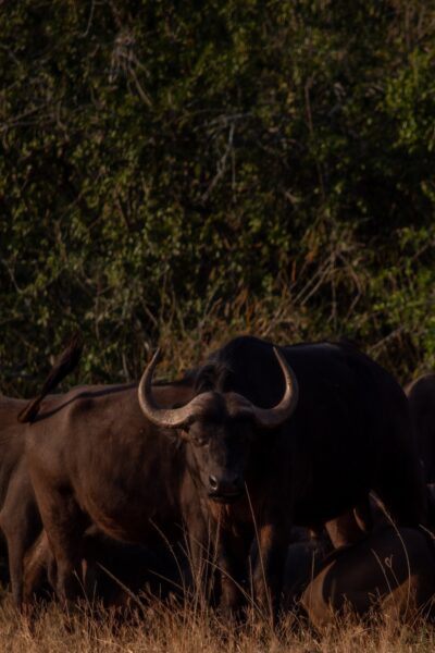 Buffels Akagera bezienswaardigheden