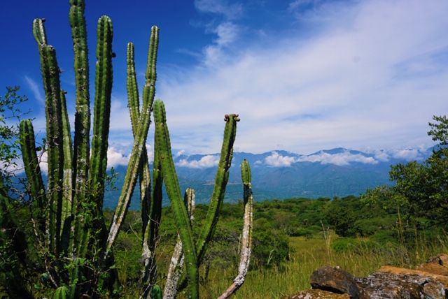 Cactus-uitzicht-colombia-El-Camino-Real