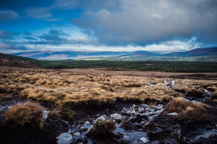 Cairngorms Nationaal Park in schotland