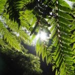 Caldeira Velha azoren bomen