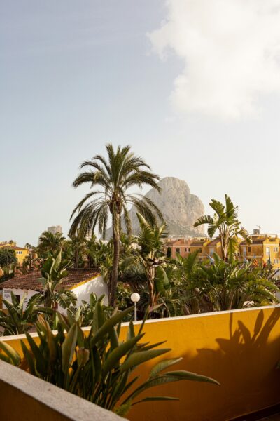 Palmboom en bergen Calpe