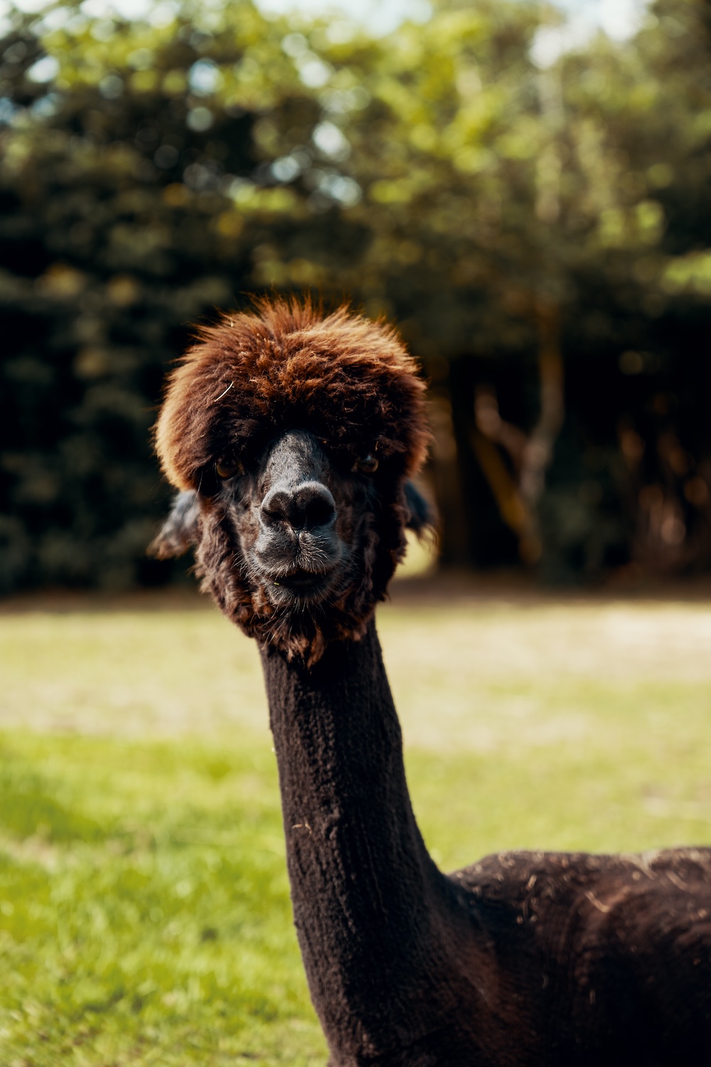 Camping de Houtwal, alpaca