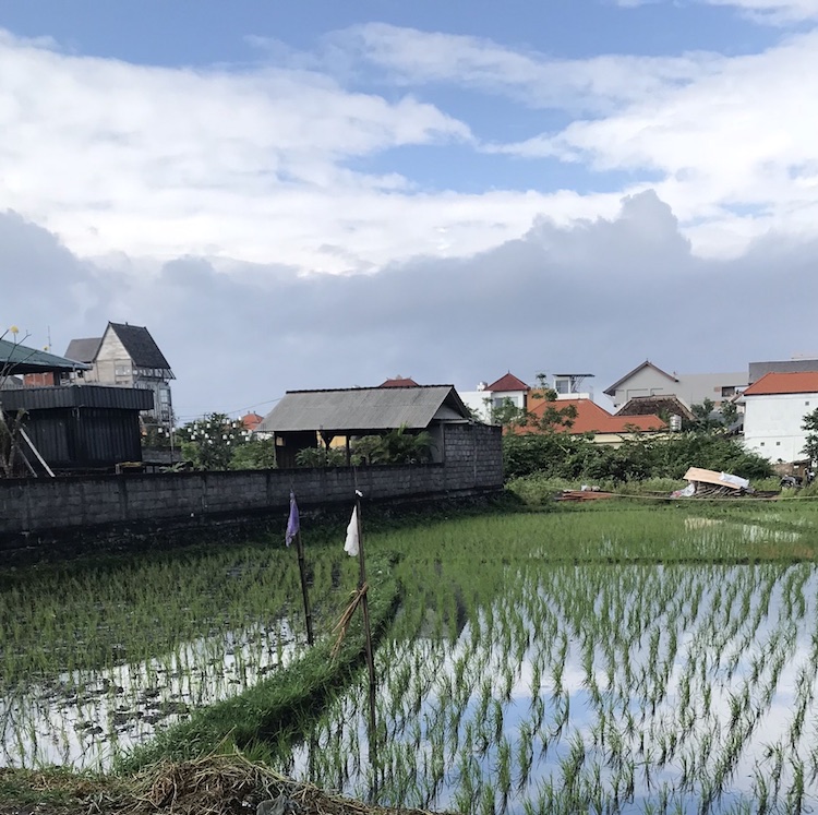 Canggu highlights rijstvelden