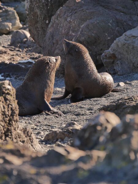 Cape Palliser Wellington zeehonden