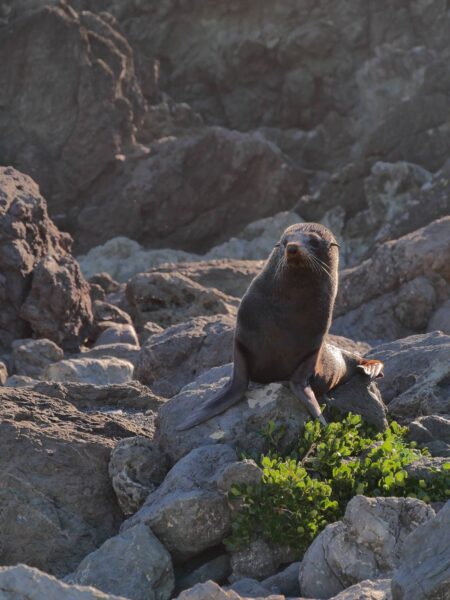 Cape Palliser Wellington, zeehonden baby