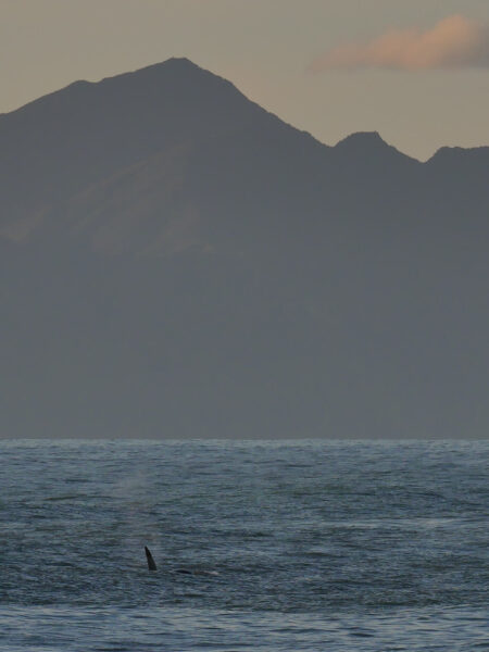 Cape Palliser orka op camping