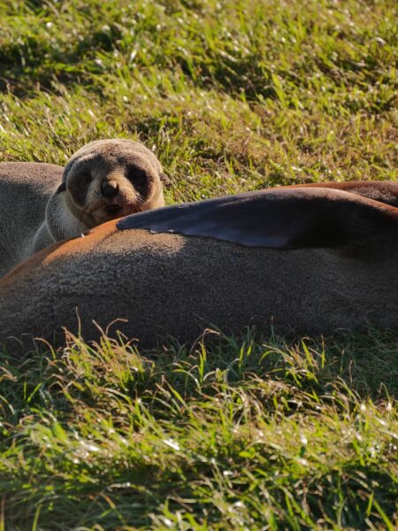 Cape Palliser zeehonden