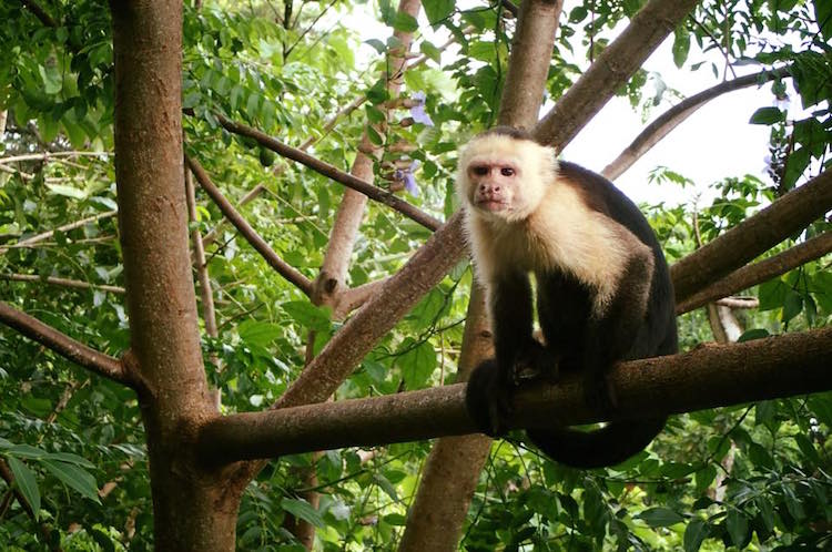 Capuchin monkey in costa rica jungle