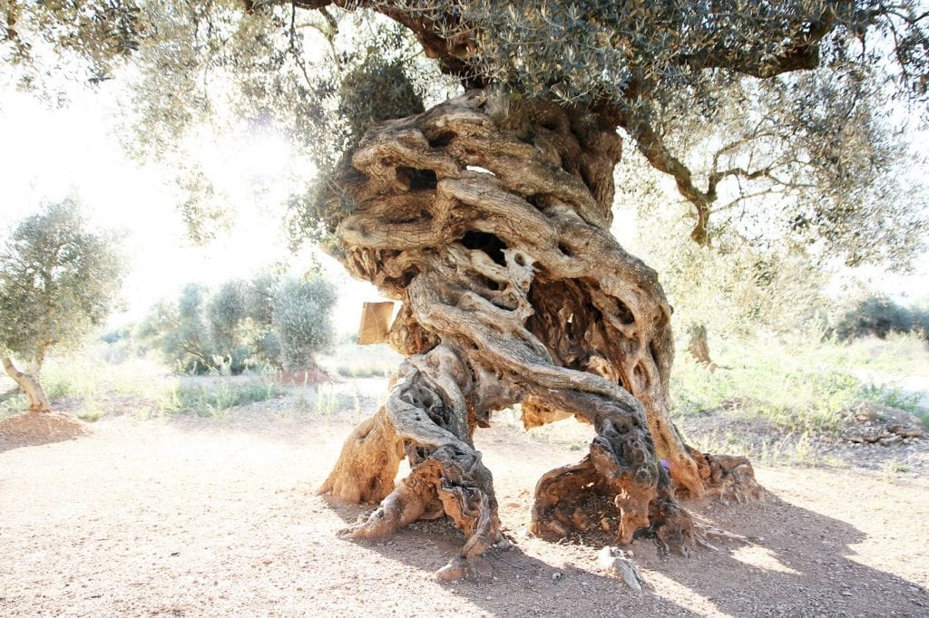 Castellon Spanje Millenial olive trees tips