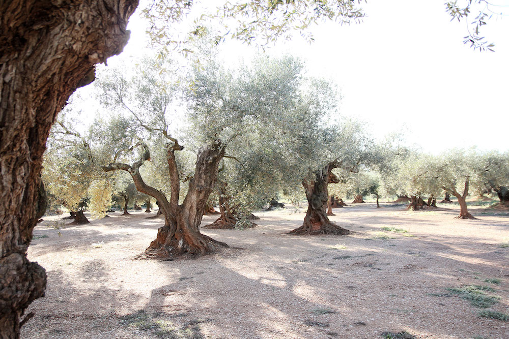 Castellon Spanje tips Millenial-olive-trees-veld