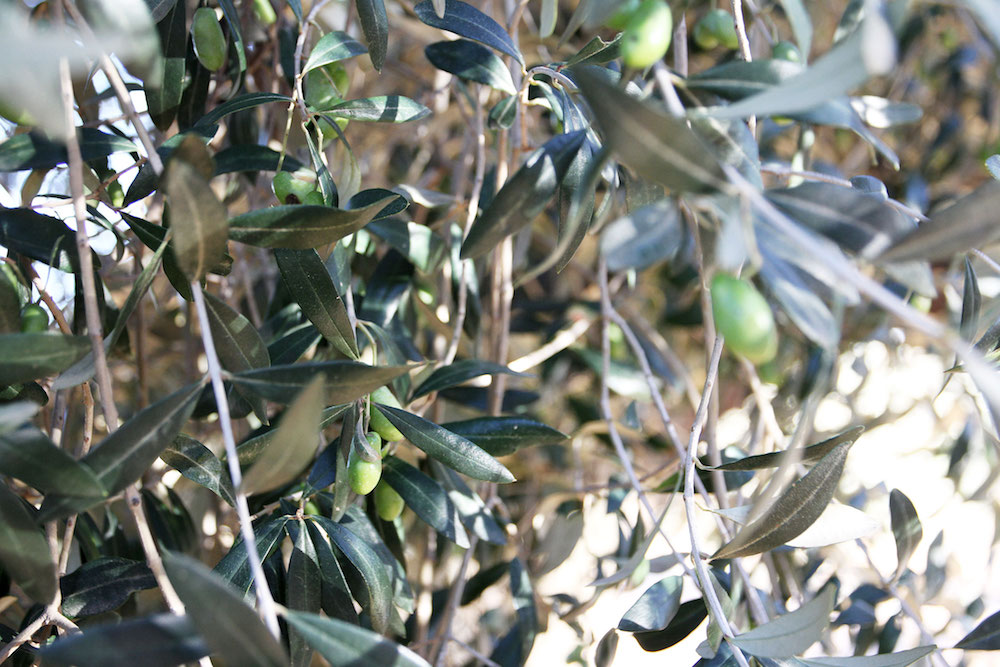Castellon Spanje tips Millenial-olive-trees