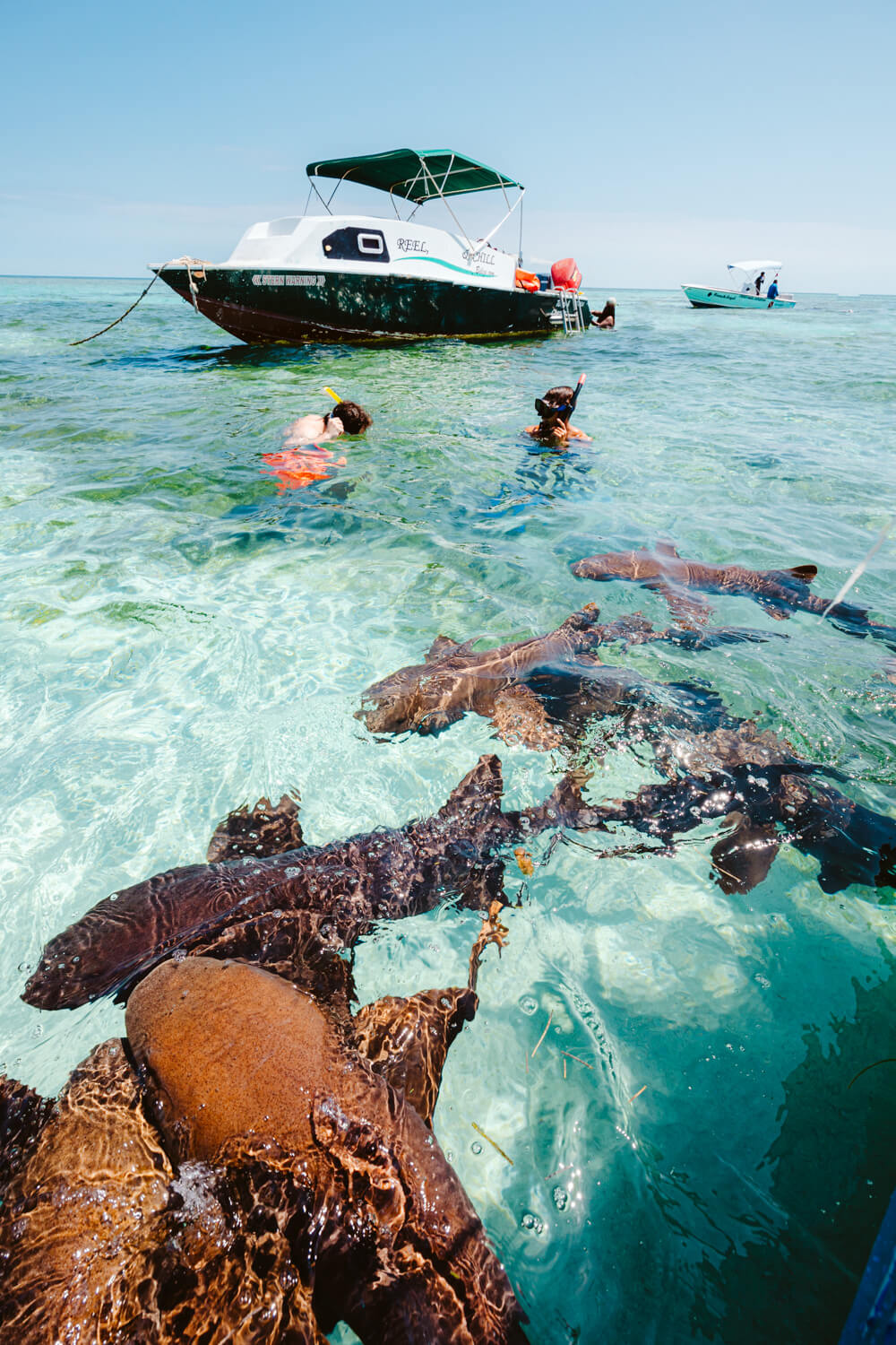 Caye Caulker Belize zwemmen met haaien