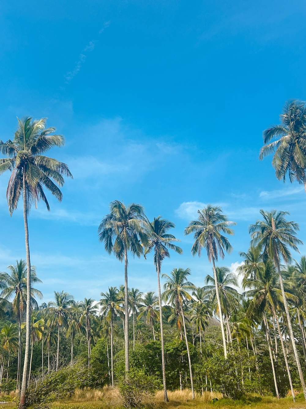 Charlie beach palmbomen
