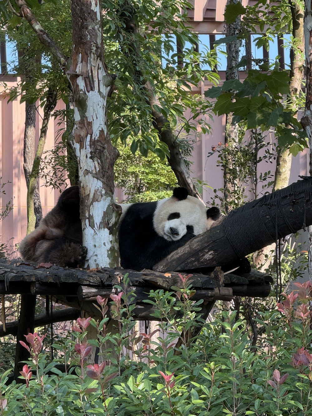 Chengdu panda