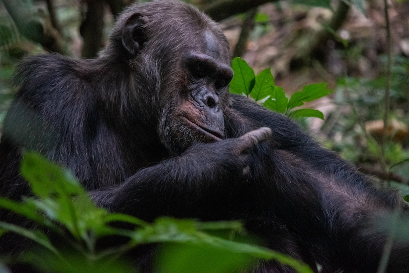 Chimapnsee Rwanda