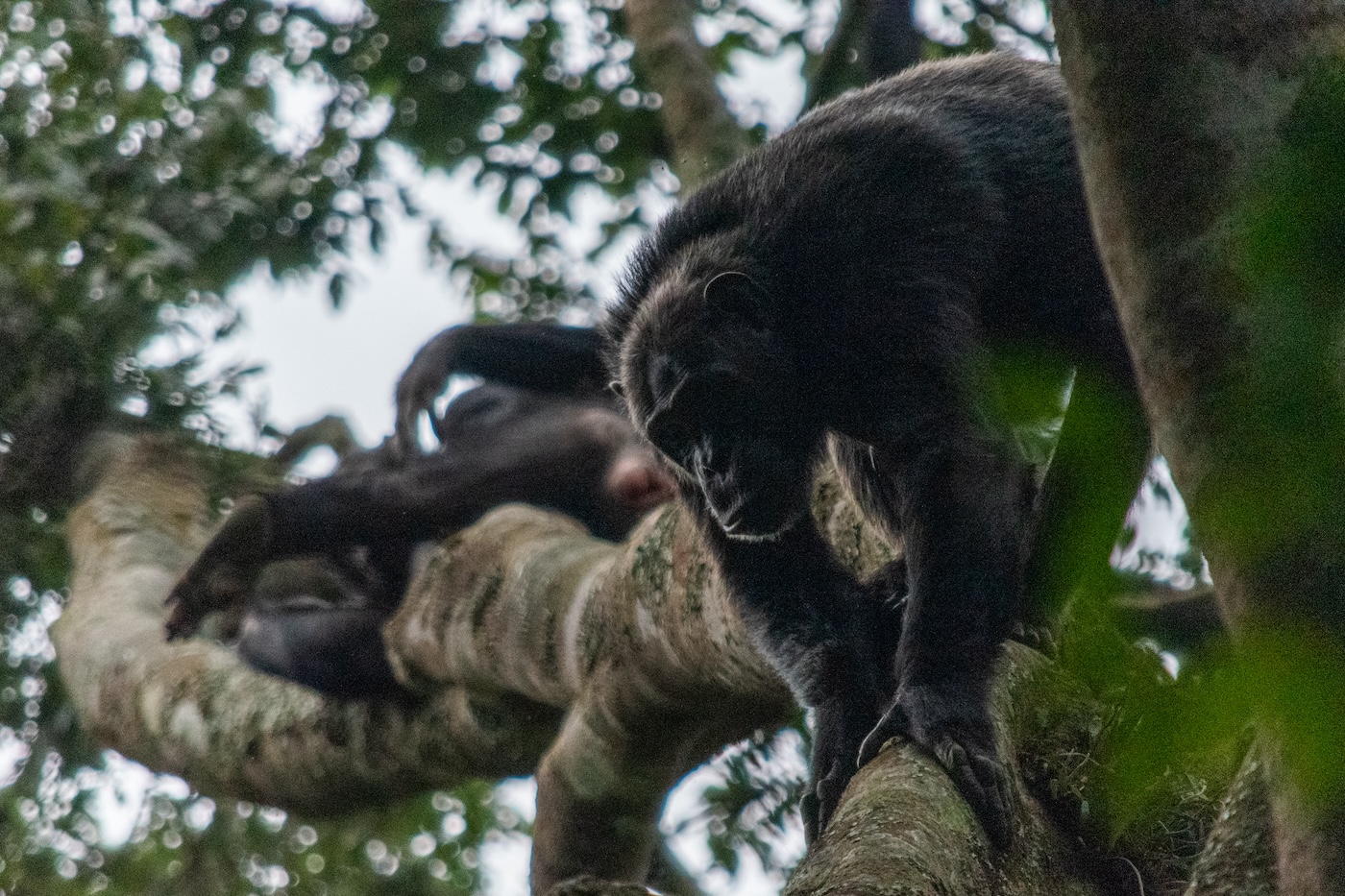 Chimpansee Nyungwe Rwanda natuur
