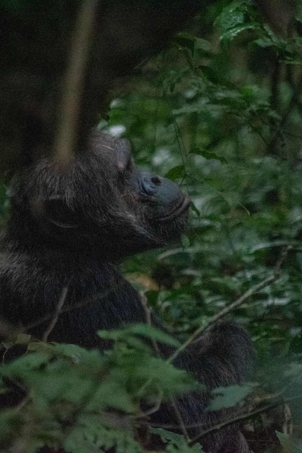 Chimpansees nyungwe bezienswaardigheden