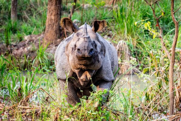 Chitwan National Park neushoorn
