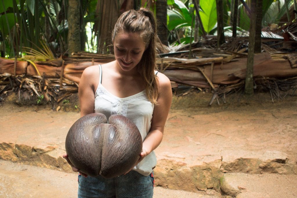 Coco de Mer Vallee de Mai Seychelles