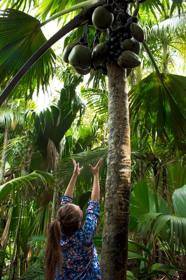 Coco de Mer Vallee de Mai praslin seychellen-2