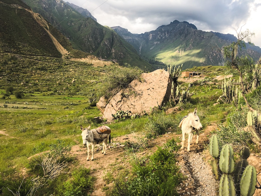 Colca Caynon Arequipa