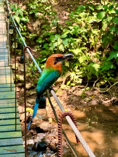 Colibri Cafe Monteverde