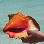 Exumas conch shells bahamas