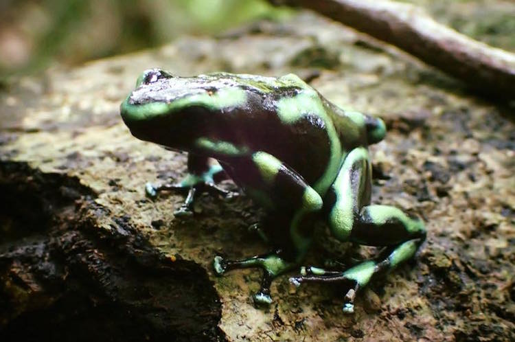 Corcovado top 5 costa rica