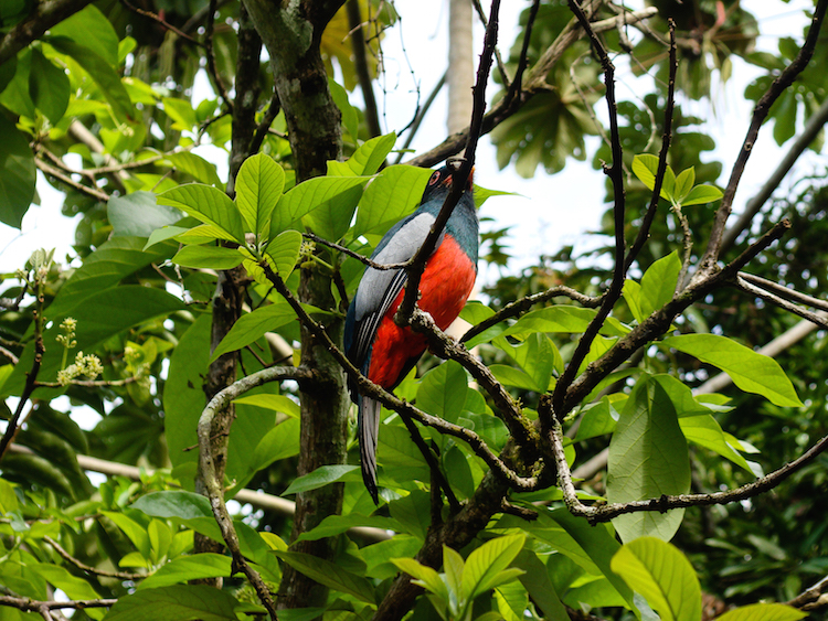 Costa rica route backpacke Puerto Viejo birdwatching