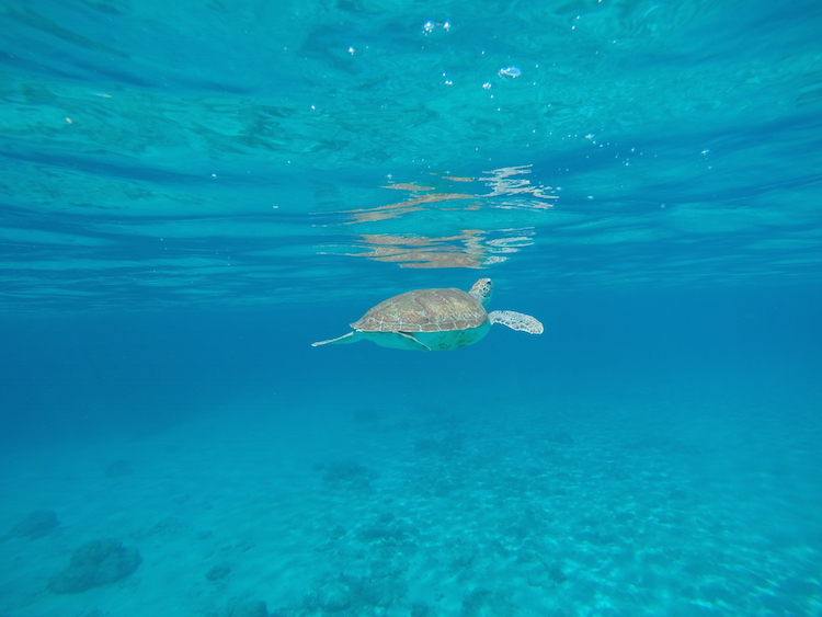 Snorkelen Curacao Playa Grandi schildpadden