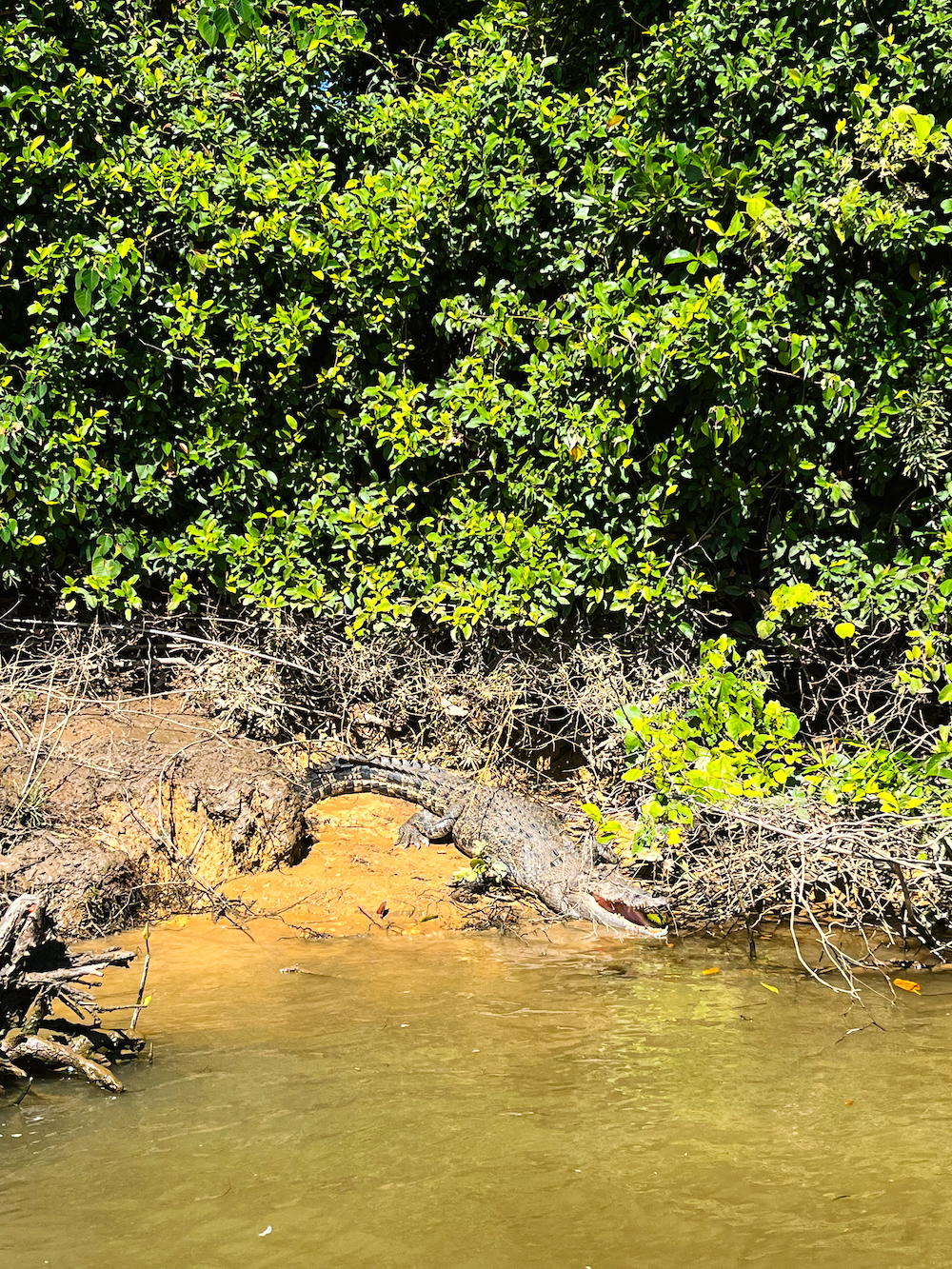 Daintree National Park, krokodillen