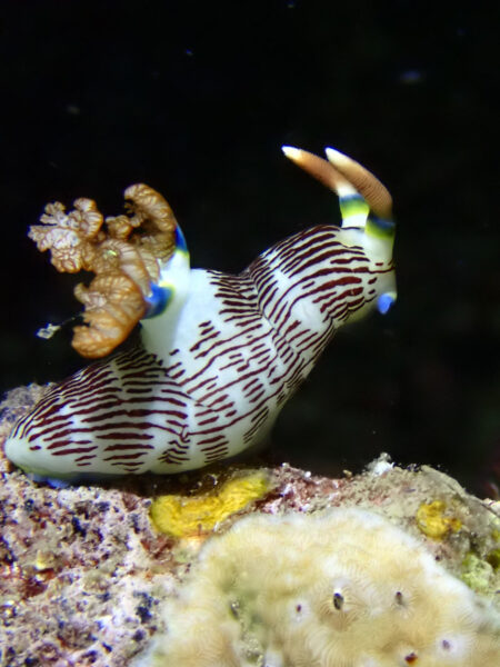 Dauin Negros Oriental Duiken 4 - nudibranch