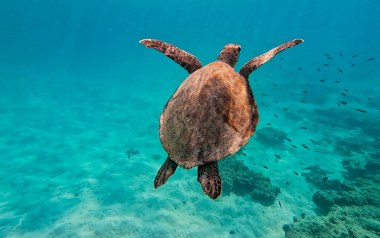 Daymaniyat eilanden oman schildpadden-2