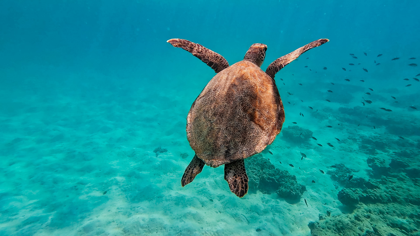 Daymaniyat eilanden oman schildpadden-2